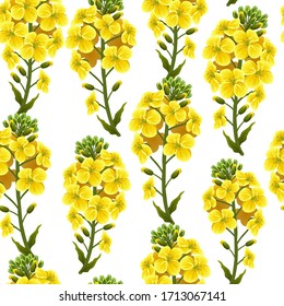 Pattern rape flowers, canola. Brassica napus. Seamless vector background.