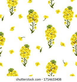 Pattern rape flowers, canola. Brassica napus. Seamless vector background.