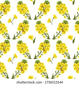 Pattern rape flowers, canola. Brassica napus. Seamless vector background.