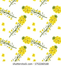 Pattern rape flowers, canola. Brassica napus. Seamless vector background.