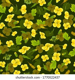 Flores de estuco, canola. Brassica napus. Fondo vectorial impecable.