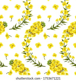 Pattern rape flowers and leaves, canola. Brassica napus. Seamless vector background.