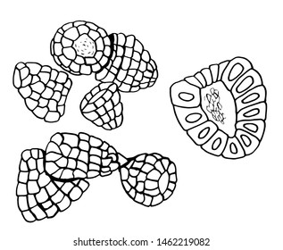 Pattern with raspberry berries. Graphics. Black line drawing