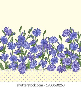 Pattern with Realistic Botanical color sketch of chicory flowers, isolated on yellow polka dot background, Horizontal seamless border Medicine herbs plant. Vintage rustic vector illustration