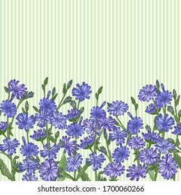 Patrón con boceto de color botánico realista de flores de achicoria, aislado sobre fondo de rayas amarillas y verdes, Planta horizontal de hierbas medicinales sin fisuras. Ilustración vectorial rústica vintage