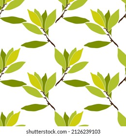 Pattern seamless Tree laurel.Image on white and colored background.