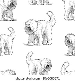 Pattern of a shaggy dog