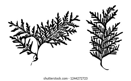 Pattern with stamp leaves. Monochrome.Black and white. Vector illustration eps 10.