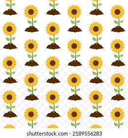 Pattern of sunflower in transparent background (PNG) with mini doodle (icons). Vector Illustration