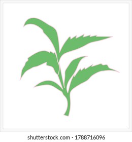 Patrón de rama de té. Ilustración sobre el color y el fondo blanco.