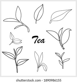 Patrón de rama de té. Ilustración sobre el color y el fondo blanco.