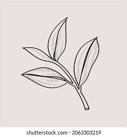 Pattern Tree laurel.Image in the style of engraving on a white and colored background.