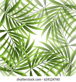 Pattern from a tropical palm tree on a white background