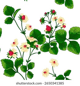 Padrão vetor Morango bagas linha de cor. Flores e bagas de verão. Colheita, produtos agrícolas.