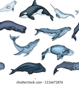 Pattern with whale. Colorful vector illustration with wildlife animals.