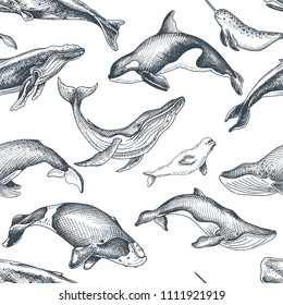 Pattern with whale. Hand drawn vector illustration with wildlife animals.