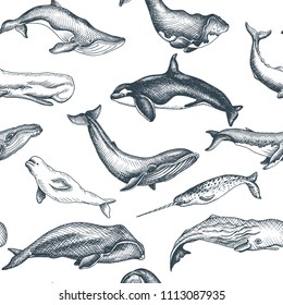 Pattern with whale. Hand drawn vector illustration with wildlife animals.