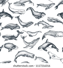 Pattern with whale. Hand drawn vector illustration with wildlife animals.