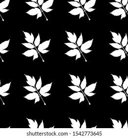Pattern of white leaves of american maple isolated on black background