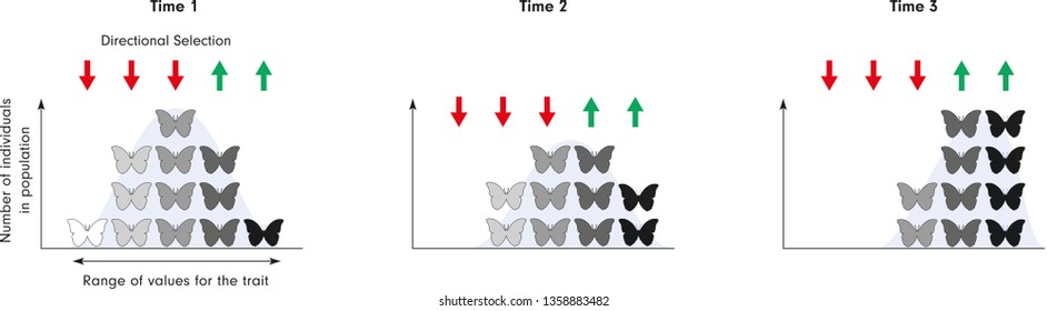 Patterns Of Natural Selection