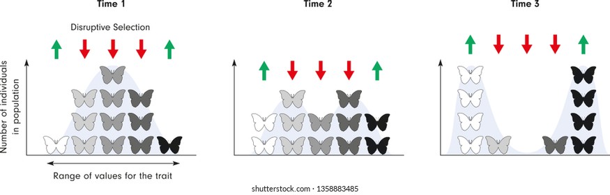 Patterns Of Natural Selection