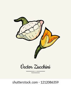 Pattypan squash – hand drawn illustration. Hipster illustration of squash. Isolated green zucchini for vegetarian poster, cooking school, restaurant menu, banner, logo, icon, food shop, festival.