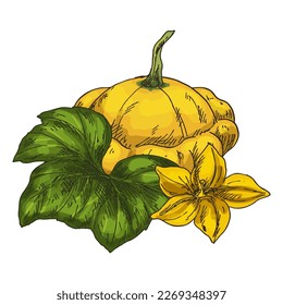 Pattypan squash, isolated vector. Pattison drawing.