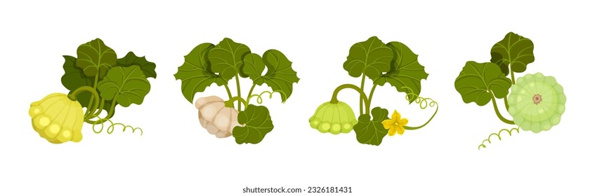 Pattypan Squash or Summer Squash with Scalloped Edges and Green Leaves Vector Set