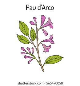 Pau d'arco (Tabebuia impetiginosa), or trumpet tree, medicinal plant. Hand drawn botanical vector illustration