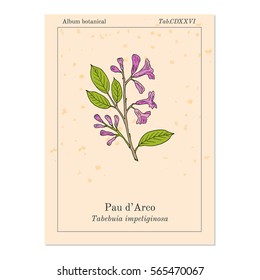 Pau d'arco (Tabebuia impetiginosa), or trumpet tree, medicinal plant. Hand drawn botanical vector illustration