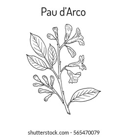 Pau d'arco (Tabebuia impetiginosa), or trumpet tree, medicinal plant. Hand drawn botanical vector illustration