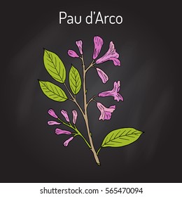 Pau d’arco (Tabebuia impetiginosa), or trumpet tree, medicinal plant. Hand drawn botanical vector illustration