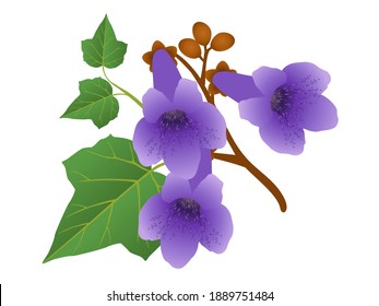 Paulownia flowers with leaves and buds isolated on white background.