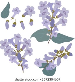 Paulownia flowers set. Jacaranda flowers.
