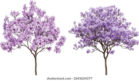Paulownia fortunei and Jacaranda mimosifolia isolated tree cutout, vector illustration, exotic foliage, urban landscaping, decorative tree, nature elements, outdoor greenery design.