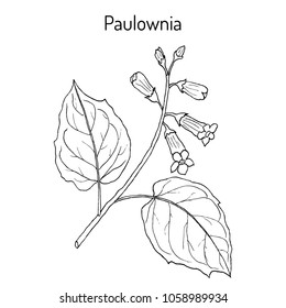 Paulownia Tomentosa, Or Princesstree, Foxglove-tree, Kiri, Ornamental Plant. Hand Drawn Botanical Vector Illustration