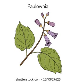 Paulownia Tomentosa, Or Princesstree, Foxglove-tree, Kiri, Ornamental Plant. Hand Drawn Botanical Vector Illustration