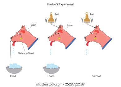 O experimento com cães de Pavlov demonstrou o condicionamento clássico, onde os cães aprenderam a associar um estímulo neutro (sino) com a comida, levando-os a salivar ao som.