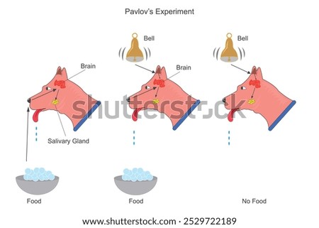 Pavlov dog experiment demonstrated classical conditioning, where dogs learned to associate a neutral stimulus (bell) with food, leading them to salivate at the sound.