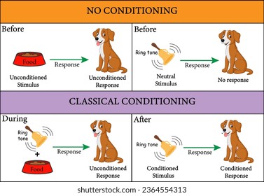 Pavlov's dog experiment . Vector illustration