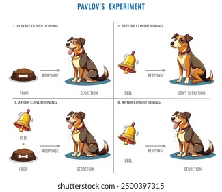 Pavlov's experiment with Dog. Dog experiment with food and bell. Labeled Pavlovian respondent learn scheme. Salivation research diagram with behavior stimulus psychological educational explanation.