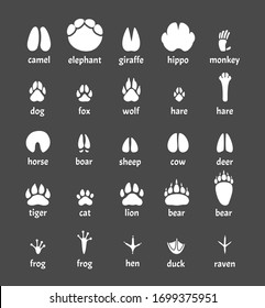 Paw animals. Nature symbols of wild animals trails silhouettes. Vector illustrations of paws