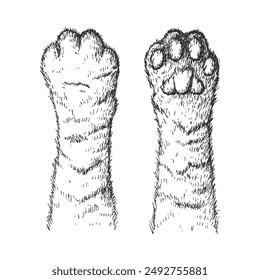 Paw of the cat sketch engraving vector illustration. Hand drawn feline foot isolated on white background.