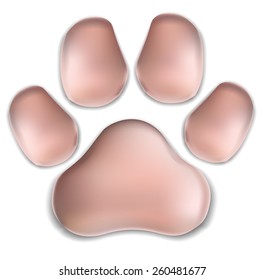 paw of a cat. traces of a kitten