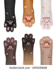 Paw cats. Collection of realistic domestic animals fluffy body parts foot sharp claws decent vector templates set