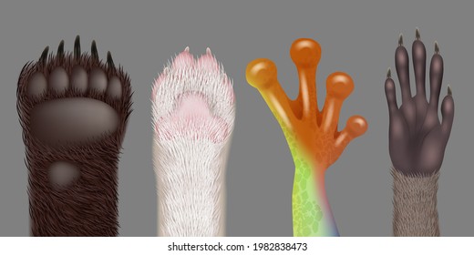 Paw realistic. Wild animals paws cat dog bear frog racoon decent vector pictures collection