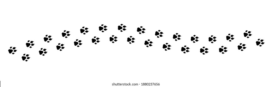 Paw vector foot trail print on white background.vector cat or Dog