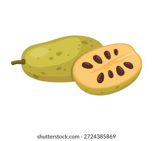 Pawpaw Fruit Vector Illustration. North American with Green Skin and Yellow Creamy Flesh Isolated