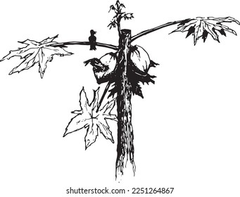 Pawpaw tree vector sketch black isolated on white background with a couple of bird grab its fruits