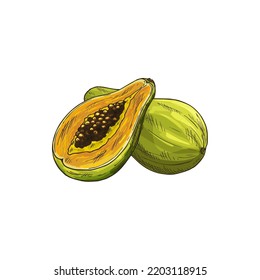 Pawpaw Tropical Fruit Isolated Papaya Exotic Food Sketch. Vector Tropical Pawpaw, Food Dessert. Papaw Carica Papaya, Eaten Raw. Babaco Hybrid, Hand Drawn Realistic Asian Fruit Dessert Whole And Cut